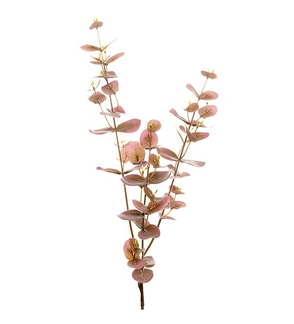 Hovedbilde Eucalyptus lilla