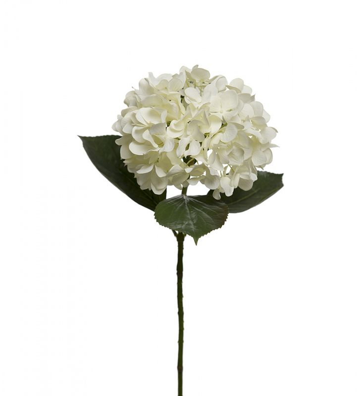 Hortensia hvit