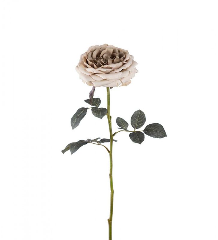 Rose beige
