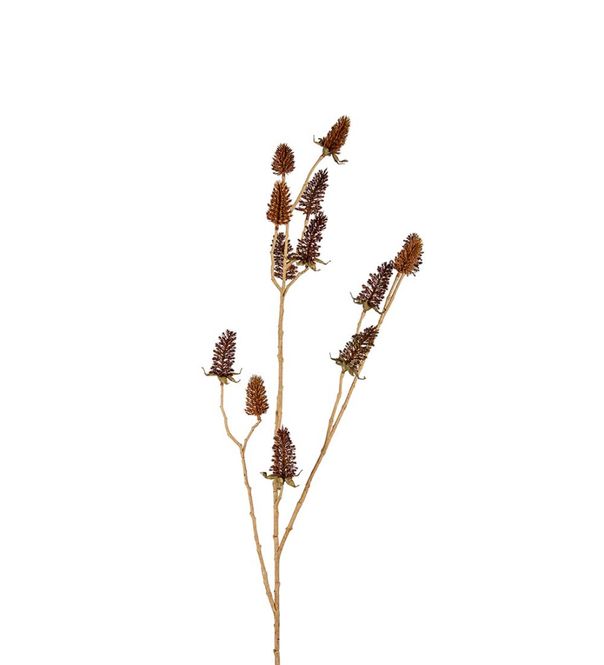 Hovedbilde Brun tistel
