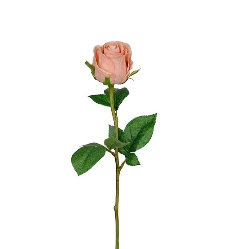 Rose beige/rosa 50 cm
