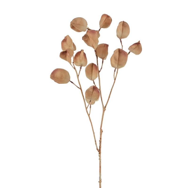 Physalis brun 60 cm